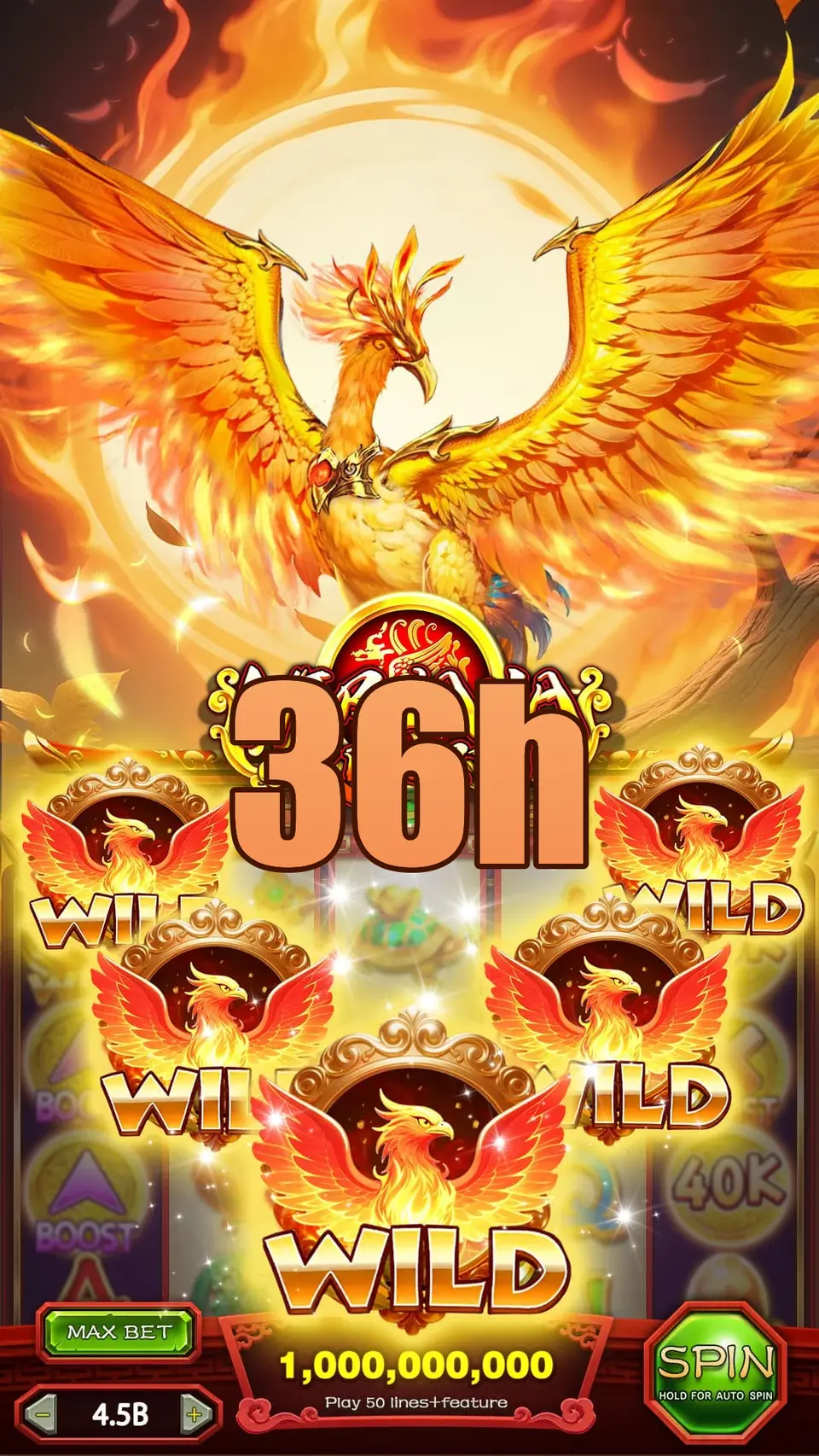 36h Login